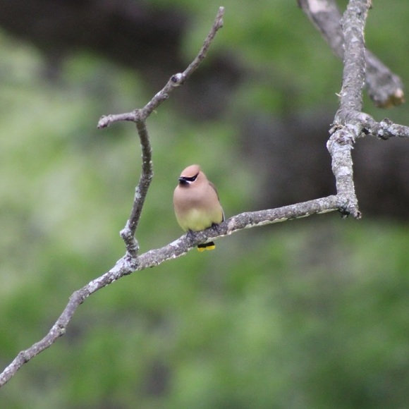 👋 Hi, I’m Susan. Birding beekeeper - Picture 16 of 16